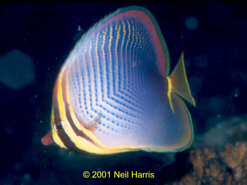 Butterflyfish. Image by Neil Harris