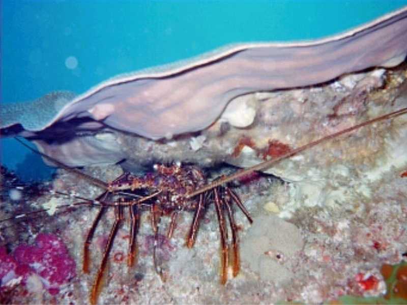 Crayfish by Peter McIlhatton
