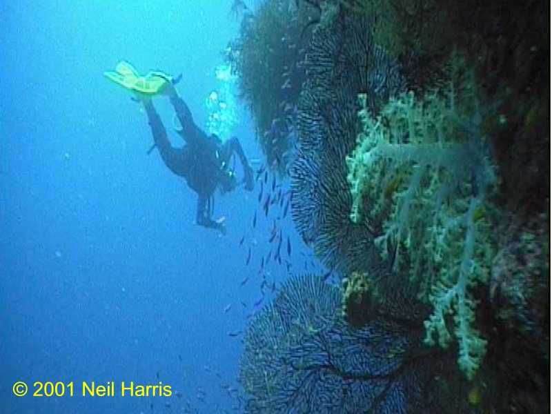 Wall dive in Bligh Water, Fiji. Image by Neil Harris.