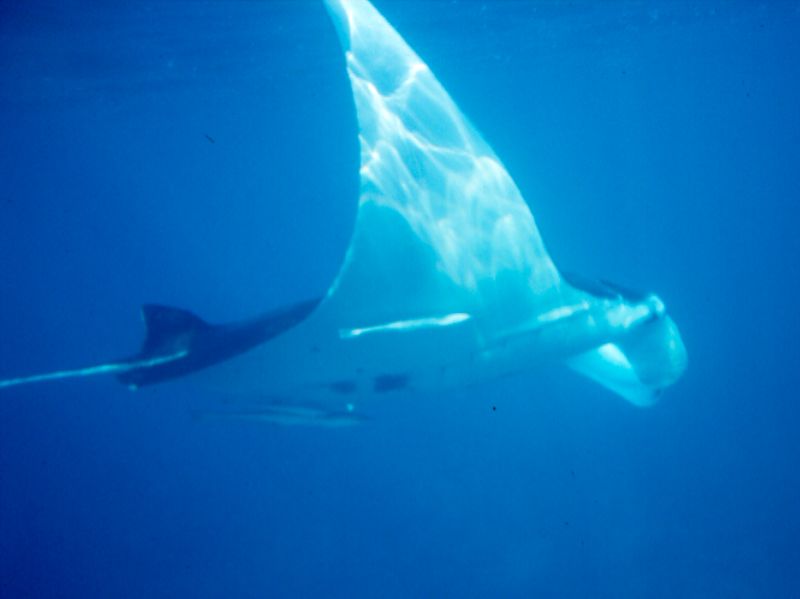 Manta Ray by Neil Harris