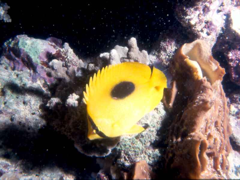 Oval Spot Butterflyfish by Neil Harris