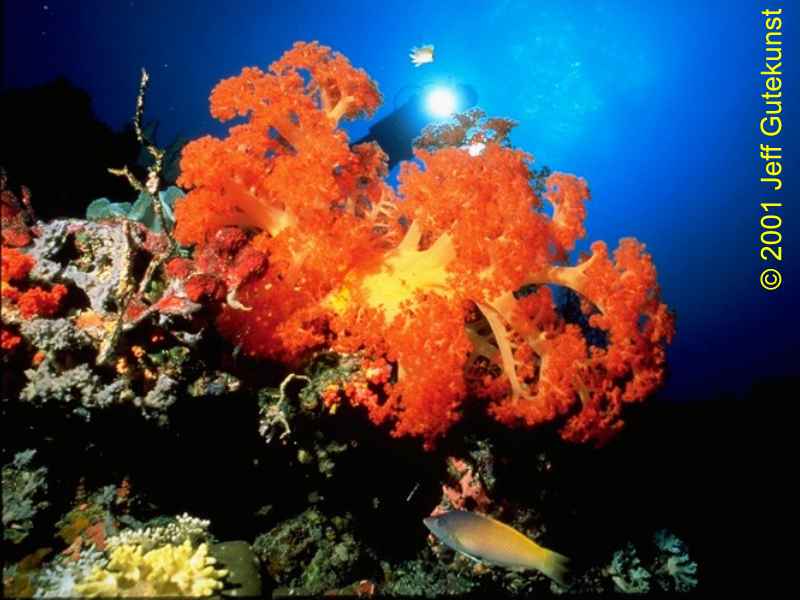 Soft coral in Bligh Water, Fiji. Image by Jeff Gutekunst