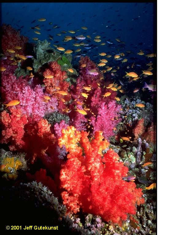 Soft coral in Bligh Water, Fiji. Image by Jeff Gutekunst