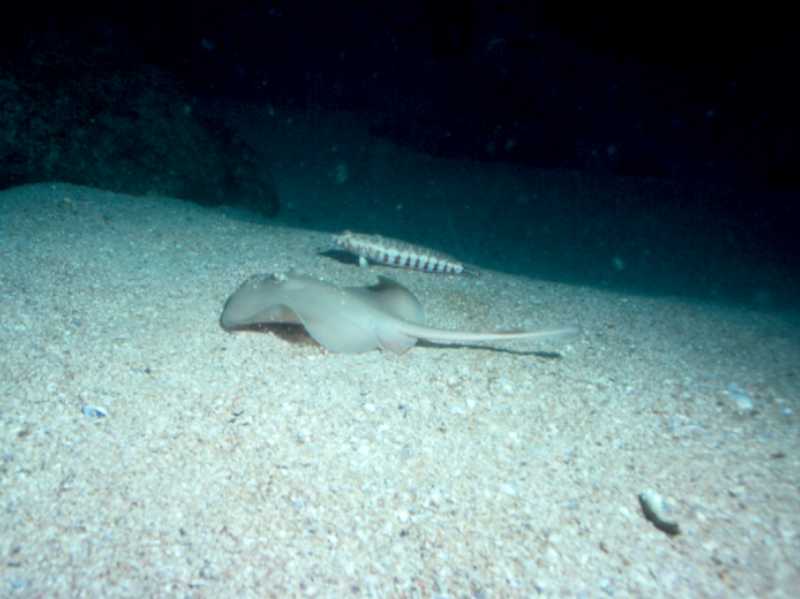 Stingray by Neil Harris