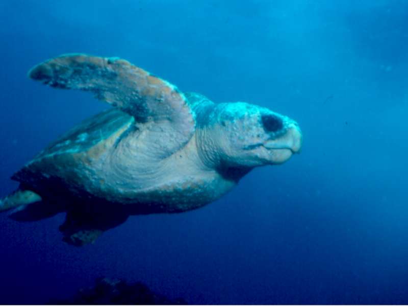 Turtle by Neil Harris