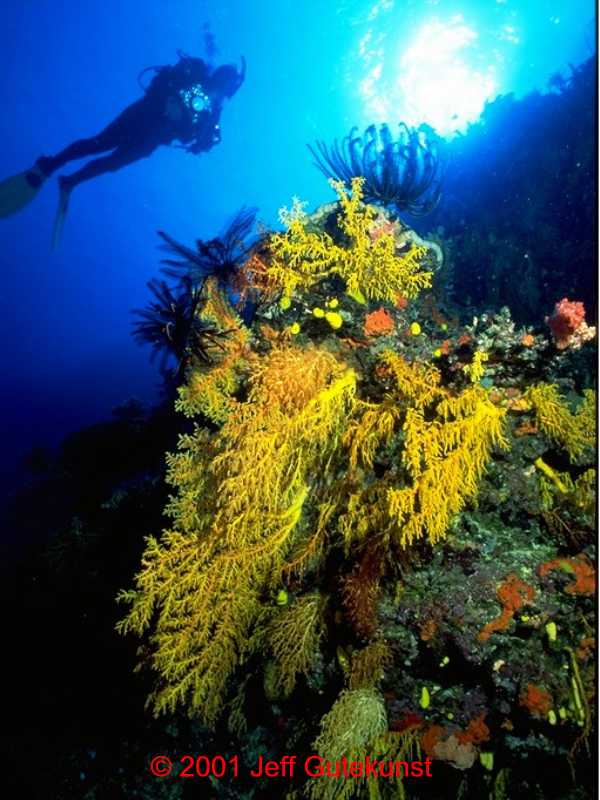 Wall dive in Bligh Water, Fiji. Image by Jeff Gutekunst.