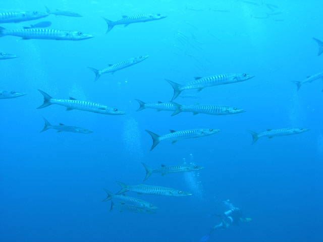Divers encounter a large school of barracuda near Folau Island. Image by Jim Thiselton.