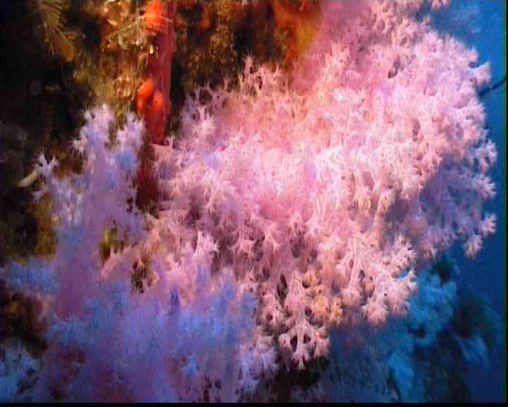 Soft coral near Taveuni